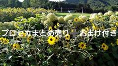 プロセカまとめ売り➕おまけ付き