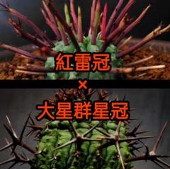 多肉植物：ユーフォルビア ステリスピナ 群星冠*幅3.5cm