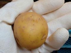 2025年最新】ながさき黄金 種芋の人気アイテム - メルカリ