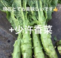 2025年最新】莴笋の人気アイテム - メルカリ
