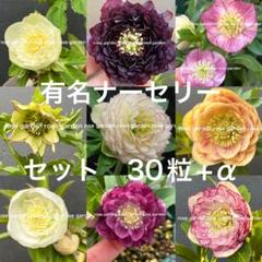 2025年最新】大木ナーセリーの人気アイテム - メルカリ