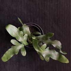 【メルカリ便で発送】レカノプテリス ミラビリス① メルカリ便で発送】レカノプテリス ミラビリス - メルカリ