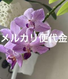 メルカリ便　ハナタイロ　ちとせ セージ | CATALOG | PERLER BEADS® | ブランド一覧 | カワダ公式