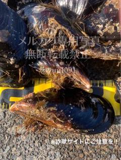 ★希少★活き石鯛餌 瀬戸貝 かぶせ釣り カラス貝 セトガイ 石鯛　30個のサムネイル