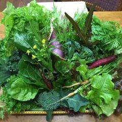 野菜詰め合わせ 11-28