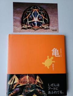 大山椒魚 | 内山 りゅう |本 | 通販 | Amazon