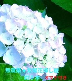 紫陽花挿し穂５本・オマケ付きのサムネイル