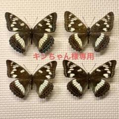 蝶標本 北海道産オオイチモンジ♀4頭 採集品 - メルカリ