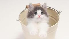 ねこだまり様専用スマホ 急速充電器 2個
