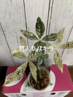 実生パキラミルキーウェイA13/二カ所接木/枝分岐パラソル仕立て/無機質用土 実生パキラミルキーウェイA13/二カ所接木/枝分岐パラソル仕立て