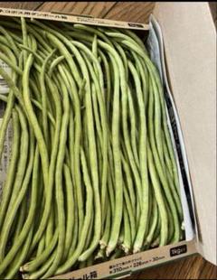 いんげん　10 キロ　送料込み imgrc0091857992.jpg