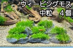 2025年最新】水草 流木の人気アイテム - メルカリ