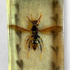 ハチの標本 黒と黄色 約15cm 2025年最新】ハチの人気アイテム - メルカリ