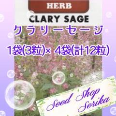 クラリーセージ 家庭菜園 野菜 ハーブ 種