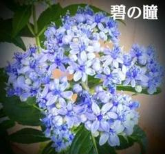 桃花白星 大株 鉢植えメルカリ便発送( •ω- )☆ 鳳仙花(白花)一株 - メルカリ