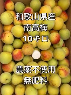 【自然栽培】徳島産梅 10kg 農薬不使用 236】和歌山産自然栽培「南高梅」10Kg農薬不使用・無肥料