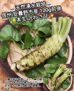 100g前後 信州 安曇野 本わさび 生ワサビ あづみ野 山葵 沢