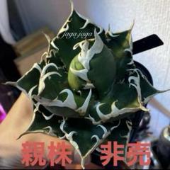 アガベ赤猫 | STORES