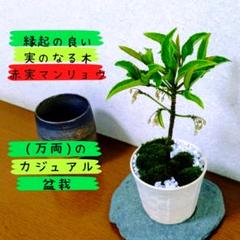 【縁起の良い実のなる木】赤実マンリョウ(万両)のカジュアル盆栽のサムネイル