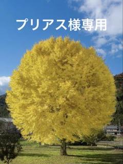テラウエアLTERAWEAR オープンネックyosa