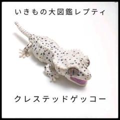 バンダイ いきもの大図鑑レプティ　クレステッドゲッコー カプセルトイ