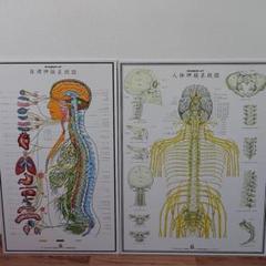 自律神経系統図の中古 未使用品を探そう メルカリ 自律神経系統図の中古 未使用品を探そう メルカリ