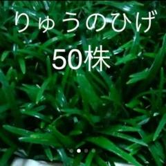 玉竜専門農家⭐しば~らくは20株と50株だけの出品になりますm(_ _)m