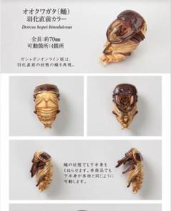 いきもの大図鑑　くわがた10　オンライン版　オオクワガタ　蛹