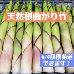 天然根曲がり竹 姫竹 タケノコ ネマガリダケ 大自然の凛さん採取