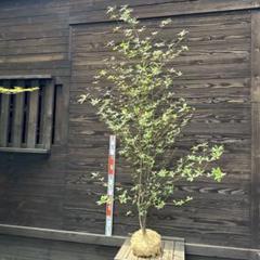 山採り天然　クロモジ　4本立ち クロモジ/株立ち《山採り/天然株》【現品発送】管理70417 - メルカリ