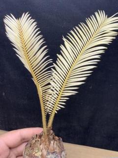 え*ん様 黄金ソテツ 大株 斑入りソテツ　 蘇鉄 モンステラ 白い蘇鉄 変異 ソ NO982 ☆黄金ソテツ☆斑入りソテツ☆ 蘇鉄 モンステラ 白い蘇鉄