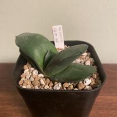 メルカリ便発送&ロウルサンコさんラベル付き☆多肉植物 ガステリア 臥牛 王頭 メルカリ便発送&ロウルサンコさんラベル付き☆多肉植物