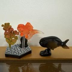 陶器 鉢 オランダ獅子頭 金魚 蟹 小物入れ キャンディポット