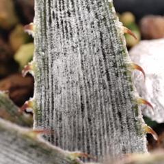 2025年最新】dyckia brauniiの人気アイテム - メルカリ