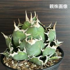 【SSS級、ボール株、横幅13㎝】アガベ　チタノタ　白鯨　ずっしり　陽炎　鉢付き アガベ・チタノタ白鯨（ボールタイプ）大-067｜agave titanota