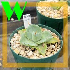 【実生】アガベ イシスメンシス Agave isthmensisのサムネイル
