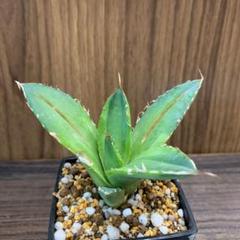 アガベ チタノタ ナンバーワン錦 カキコ 子株1