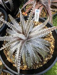 ブロメリア・エアープランツ Dyckia Neo ディッキア Dyckia ② - メルカリ