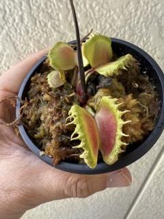 あびんこ　食虫植物　2点　送料無料　メルカリ便 あびんこ様専用 食虫植物 2点 送料無料 メルカリ便 - メルカリ
