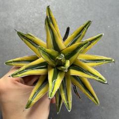 j*e様 多肉植物 アガベ 氷山 笹の雪の黄覆輪 黄色斑の中斑種　美株 多肉植物・アガベ・氷山・笹の雪の黄覆輪・鮮明な黄色斑の中斑種
