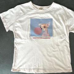 ZARA ザラ　Tシャツ　140 犬柄　チワワ　薄ピンク