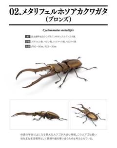 2025年最新】ホソアカクワガタ 標本の人気アイテム - メルカリ