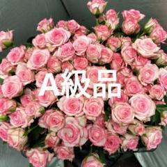 バラ売り不可 m66680149349_1.jpg?1718876226