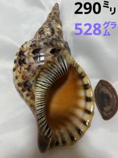 貝殻(沖縄の青い海の宝) ホラ貝　蓋付 貝殻(沖縄の青い海の宝）ホラ貝蓋付