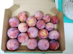 プラム　スモモ　訳あり規格外　約1.5kg コンパクト満タンのサムネイル
