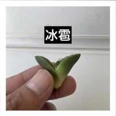 EMP アガベ チタノタ冰雹 ヒョウ / AG1-315 Amazon.co.jp: アガベ チタノタ 冰雹 ブツブツ出て来ました