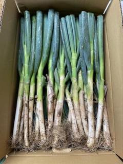 大分県産 採れたて泥付き白ネギ（6kg）3箱 大分県産 採れたて土付き白ネギ（6kg×2ケース） - メルカリ