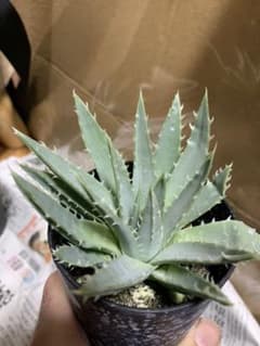 ポリフィラ アロエの中古 未使用品を探そう メルカリ