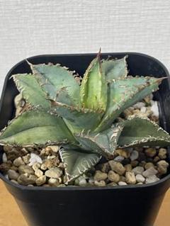 S*8様 多肉植物・アガベ・チタノタ・“金蟾王” スーパーブツブツ・スーパーコン 99b87c2a98f1fe088c3c7960e79b29