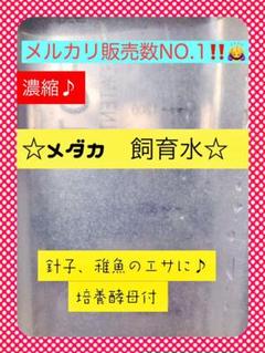 6/9発送予定 ★濃縮 メダカ飼育水 餌 培養酵母付 たれビン小分け発送★